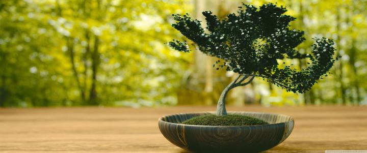 Zen Bonsai Wallpapers - Top Free Zen Bonsai Backgrounds - WallpaperAccess