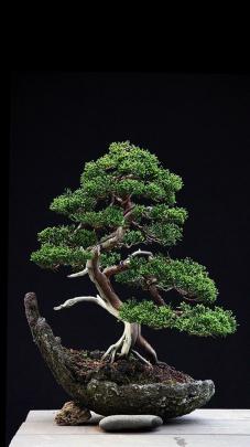 Zen Bonsai Wallpapers - Top Free Zen Bonsai Backgrounds - WallpaperAccess