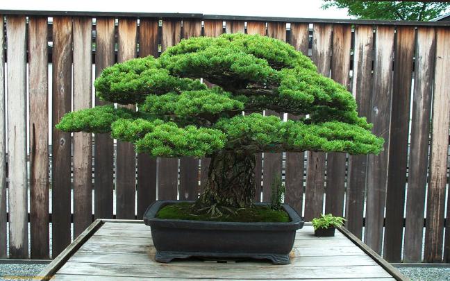 Zen Bonsai Wallpapers - Top Free Zen Bonsai Backgrounds - WallpaperAccess