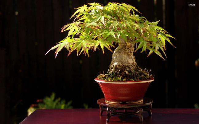 Bonsai Wallpaper (68+ images)