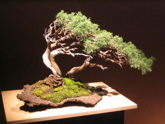 Bonsai Wallpapers Wallpapers - Top Free Bonsai Wallpapers Backgrounds 