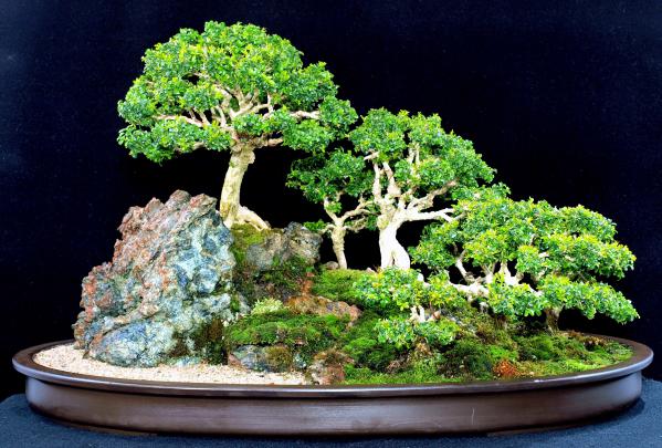 Bonsai Wallpaper (67+ pictures)