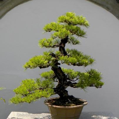 Bonsai Wallpaper (67+ pictures)