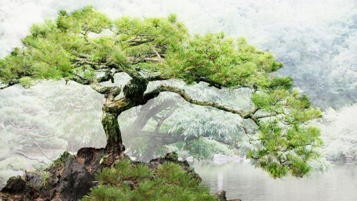 Ponds bonsai wallpaper | 1920x1080 | 191757 | Japanese bonsai, Bonsai 