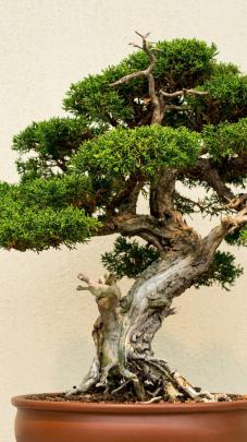Bonsai Wallpaper (67+ pictures)
