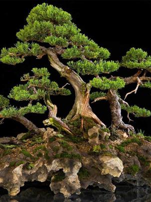 Amazing Bonsai 1920x1080 wallpapers, amazing bonsai 1920x1080 wallpaper 