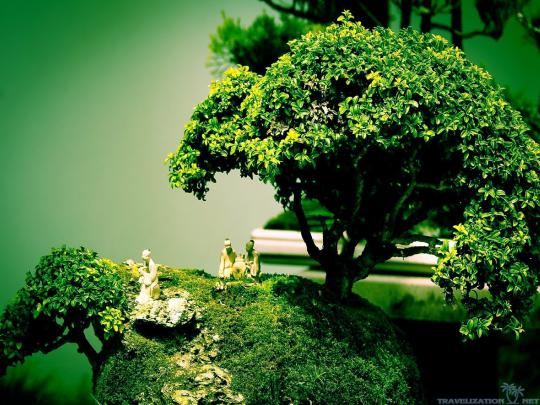 Bonsai Wallpapers Wallpapers - Top Free Bonsai Wallpapers Backgrounds 