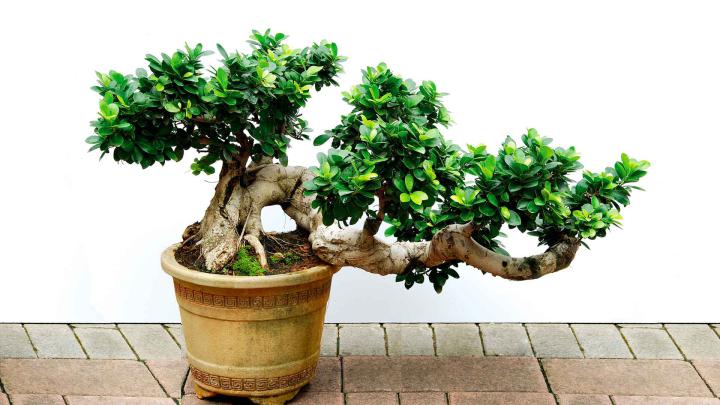 Bonsai Wallpaper for Android -
