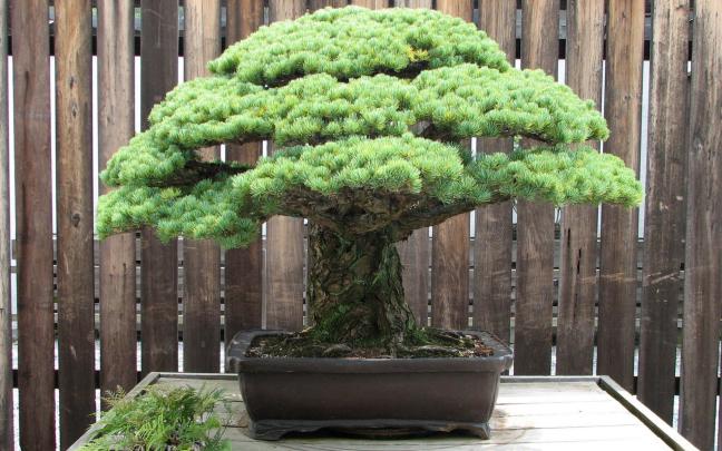 Bonsai Wallpaper (67+ pictures)
