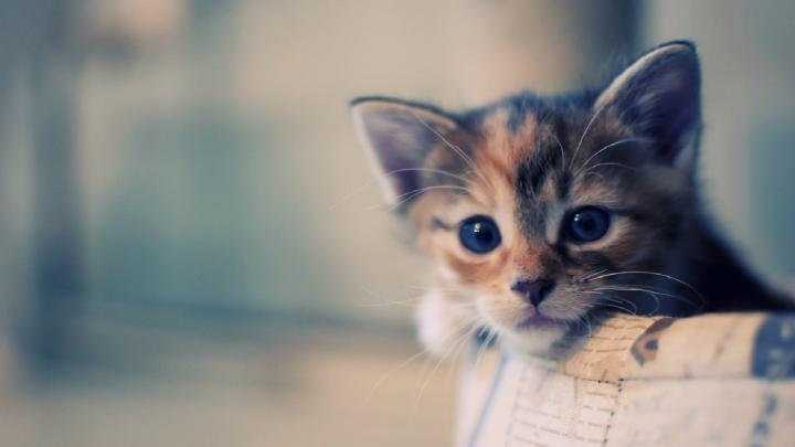 [35+] 1920X1080 Cat Wallpaper 