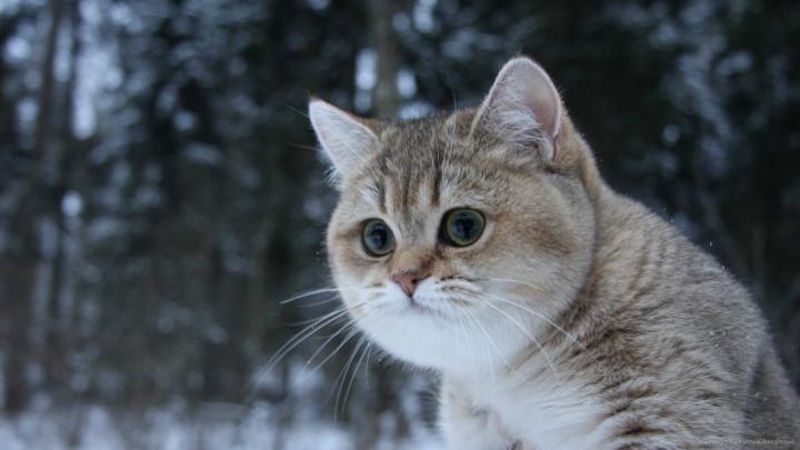 [40+] Cat Wallpapers HD 1920x1080 