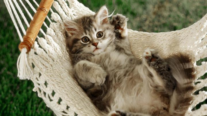 Cat Wallpaper for Home -
