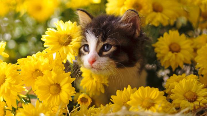 [40+] Cat Wallpapers HD 1920x1080 