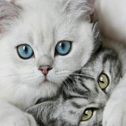 10 Best Cat Wallpaper For Computer FULL HD 1080p For PC Background 2020