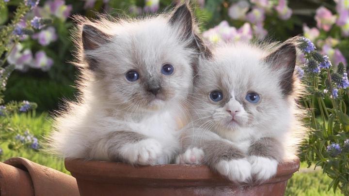 Christmas Kitten Wallpapers (67+ background pictures)