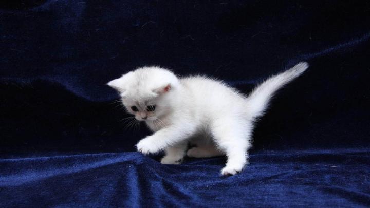 [34+] 1920 1080 Cat Wallpaper 