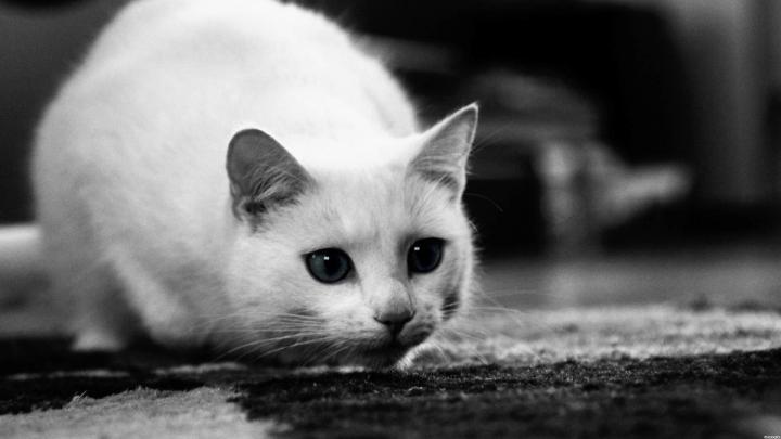 Reading Cats Computer Wallpaper (47+ images)