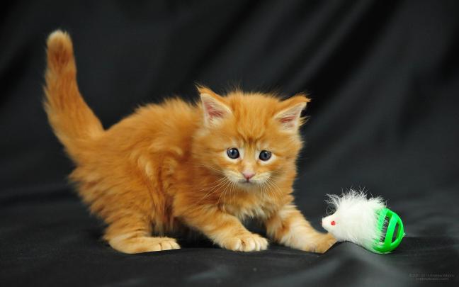 Free download Pictures lolcat Funny Cat desktop wallpaper picture 1920 