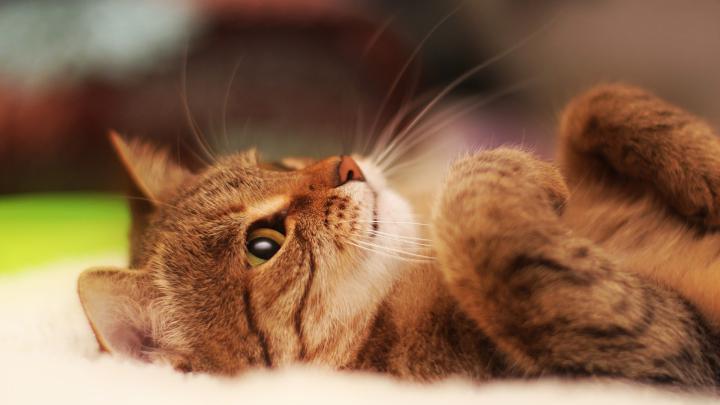 Cat Desktop Wallpaper