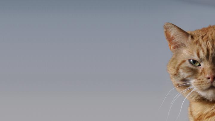 Free download 1920x1080 Cat desktop PC and Mac wallpaper [1920x1080 