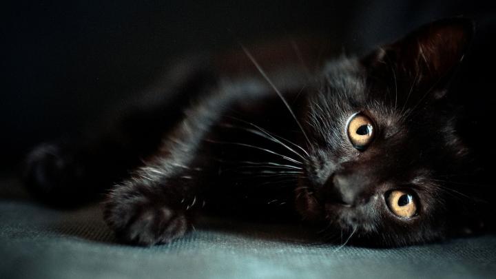 Aesthetic Cat PC Wallpapers - Top Free Aesthetic Cat PC Backgrounds 