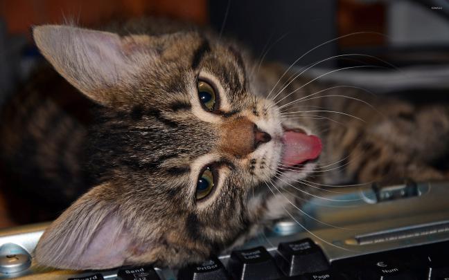 Cat on keyboard wallpaper - Animal wallpapers - #37742