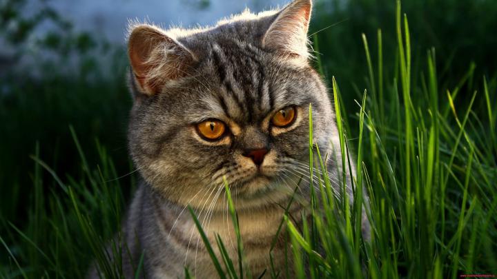 1920 1080 Cat Wallpaper -