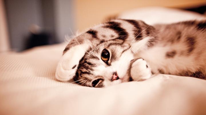 Sleepy cat hd wallpaper | 1920x1080 | #14250