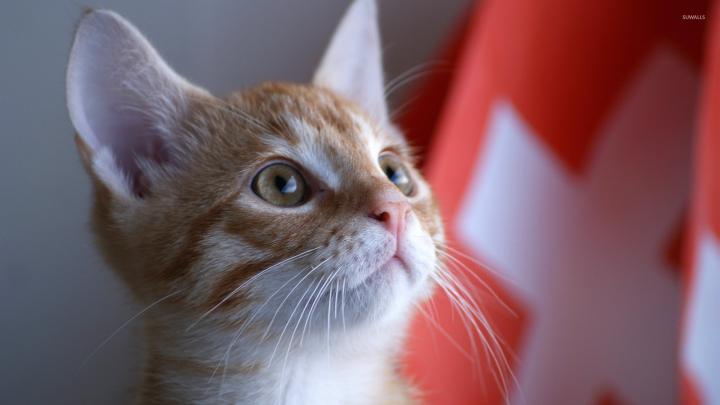Cat staring wallpaper - Animal wallpapers - #33960