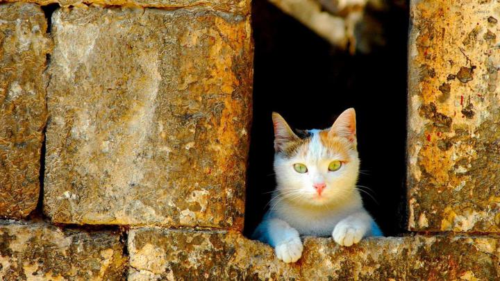 Cat looking out the window wallpaper - Animal wallpapers - #54591