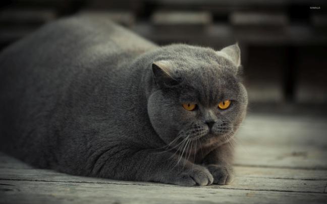 Gray fat cat with yellow eyes wallpaper - Animal wallpapers - #51308