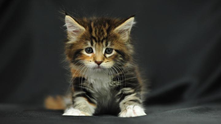 Free download Pictures lolcat Funny Cat desktop wallpaper picture 1920 