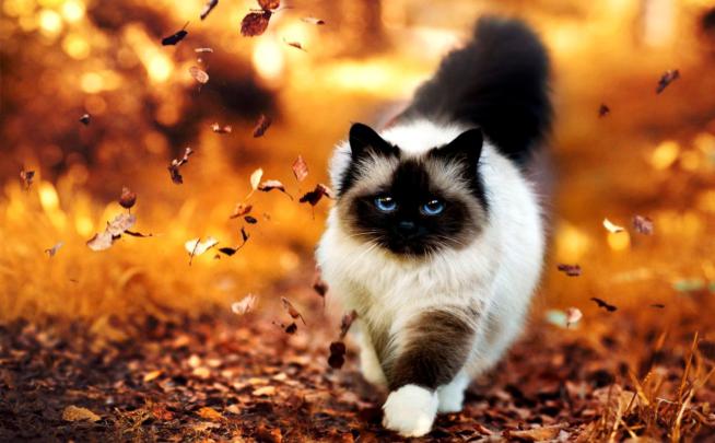 Thanksgiving Cat Desktop Wallpapers - Top Free Thanksgiving Cat Desktop 