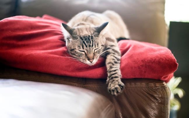Lazy gray cat on a red blanket wallpaper - Animal wallpapers - #48224