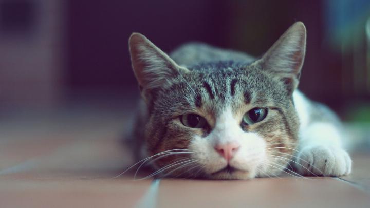 Cat 1920x1080 Wallpapers - Top Free Cat 1920x1080 Backgrounds 