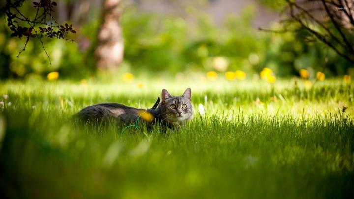 Gray cat hiding in the grass wallpaper - Animal wallpapers - #53596