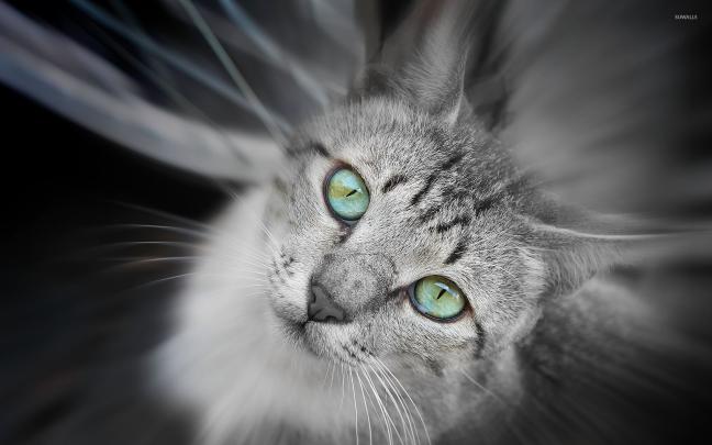 Cat [14] wallpaper - Animal wallpapers - #7057