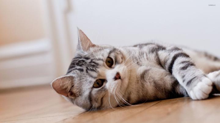 Cat resting wallpaper - Animal wallpapers - #47078