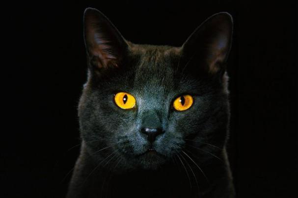 Black Cat wallpaper \u00b7\u2460 Download free cool full HD backgrounds for 