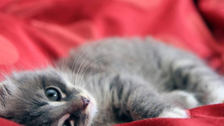 [34+] 1920 1080 Cat Wallpaper 