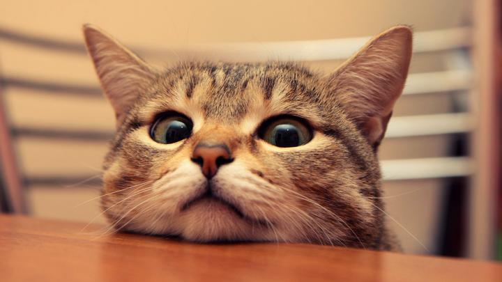 [48+] Kawaii Cat Wallpaper 