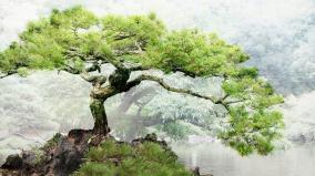 Bonsai Tree Wallpaper 1920x1080