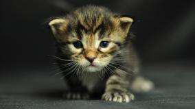 Cat Desktop Wallpaper 1920x1080