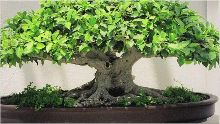 Bonsai Wallpapers Wallpapers - Top Free Bonsai Wallpapers Backgrounds 
