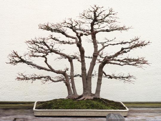 Best 57+ Bonsai Tree Desktop Backgrounds on HipWallpaper | Beautiful 