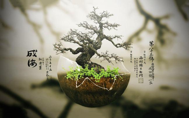 Zen Bonsai Wallpapers - Top Free Zen Bonsai Backgrounds - WallpaperAccess