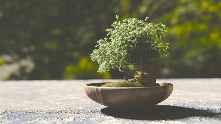 Bonsai Wallpapers Wallpapers - Top Free Bonsai Wallpapers Backgrounds 