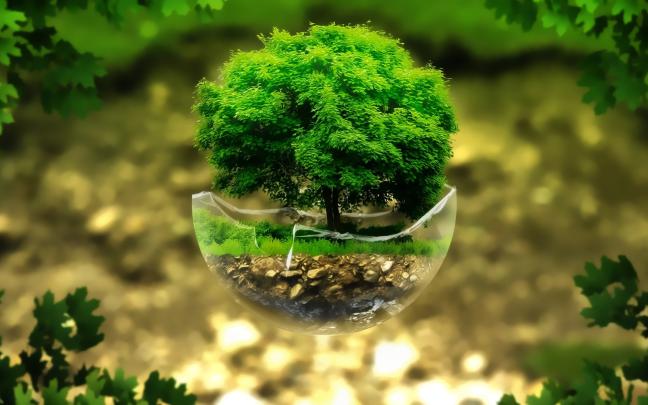 Best 57+ Bonsai Tree Desktop Backgrounds on HipWallpaper | Beautiful 