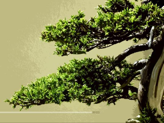 Zen Bonsai Wallpapers - Top Free Zen Bonsai Backgrounds - WallpaperAccess