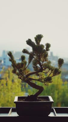 Bonsai Wallpaper (67+ pictures)